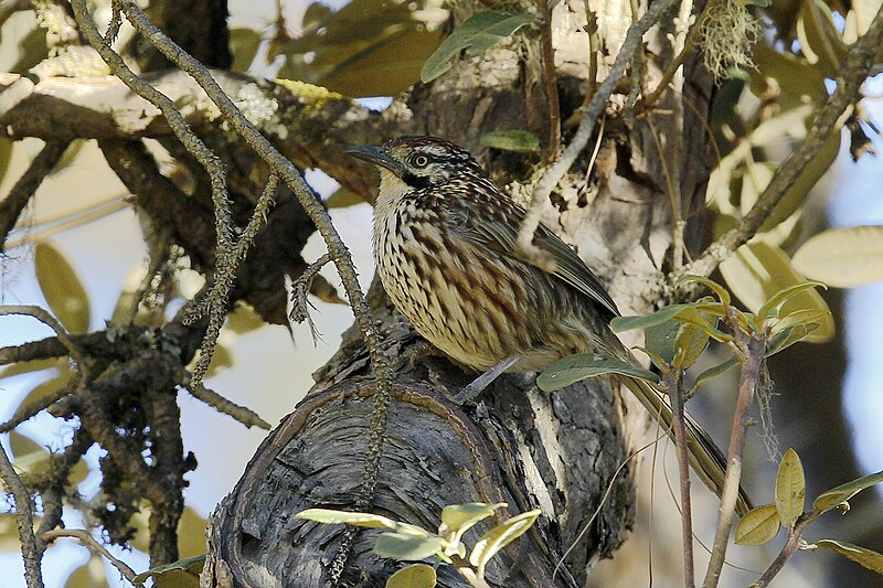 Chinese Babax (Pterorhinus lanceolatus) photo