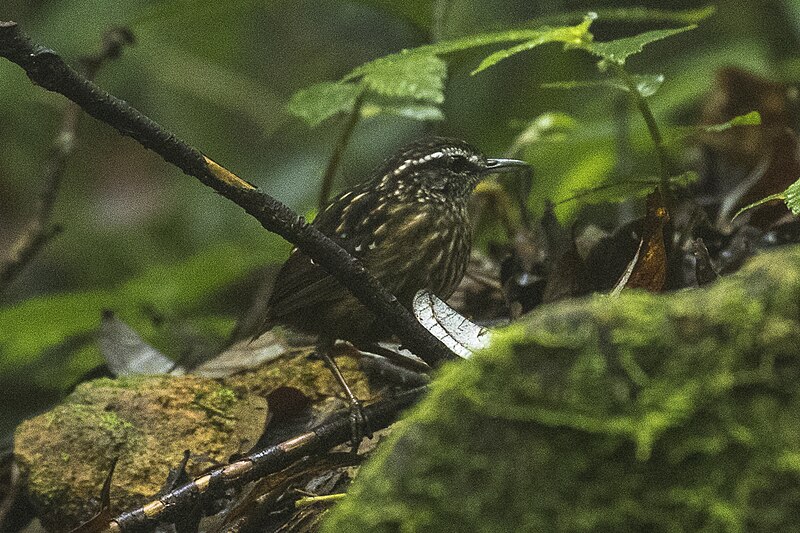 Eyebrowed Wren-Babbler (Napothera epilepidota) photo