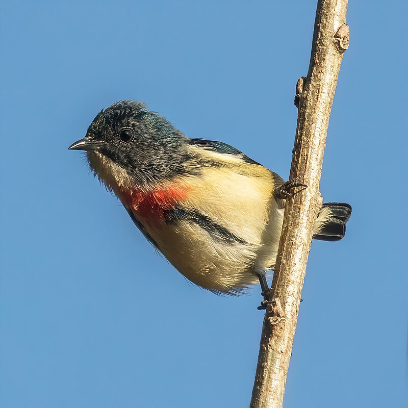 Fire-breasted Flowerpecker (Dicaeum ignipectus) photo