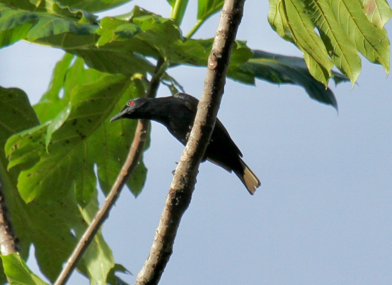 Makira Starling (Aplonis dichroa) photo