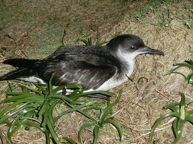 Manx Shearwater (Puffinus puffinus) photo