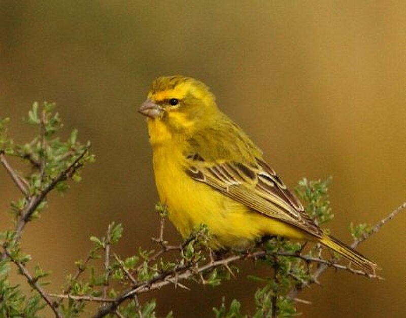 Yellow Canary (Crithagra flaviventris) photo