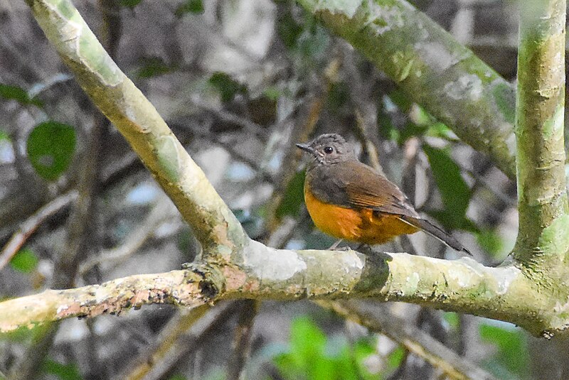 Finsch's Flycatcher-Thrush (Stizorhina finschi) photo