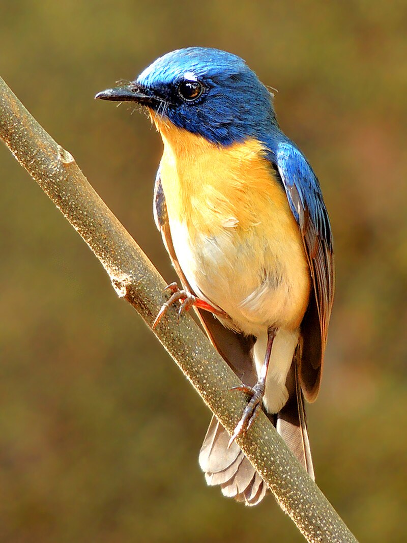 Tickell's Blue Flycatcher (Cyornis tickelliae) photo