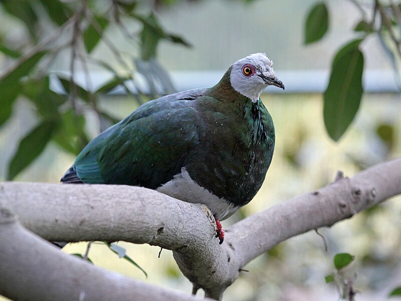 White-bellied Imperial-Pigeon (Ducula forsteni) photo