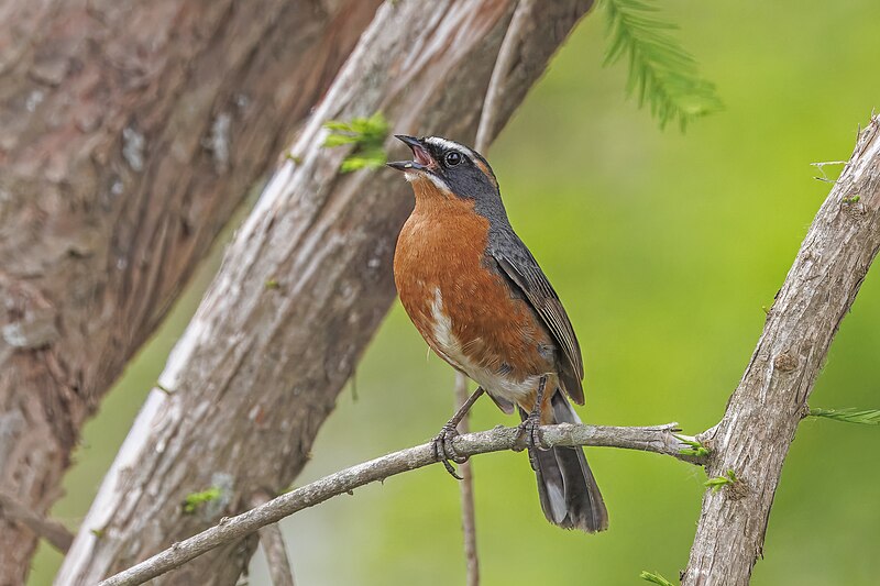 Black-and-rufous Warbling Finch (Poospiza nigrorufa) photo