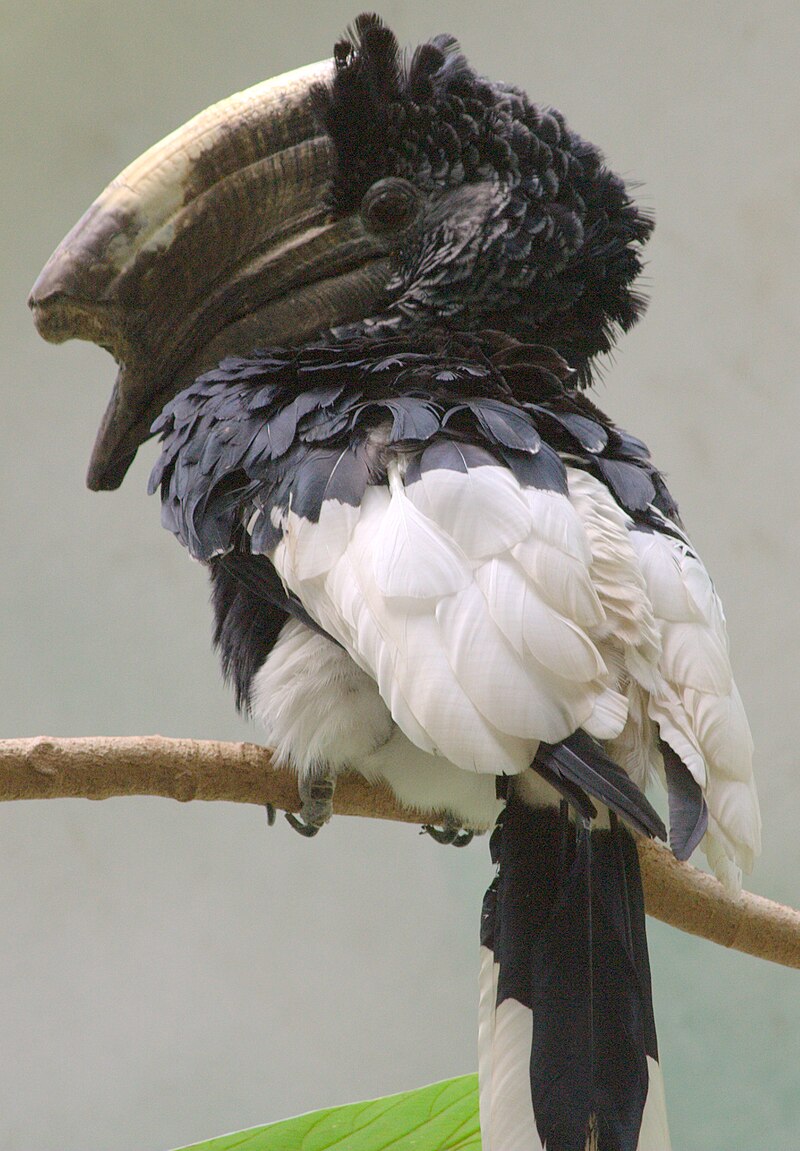 Black-and-white-casqued Hornbill (Bycanistes subcylindricus) photo