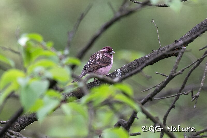 Sharpe's Rosefinch (Carpodacus verreauxii) photo