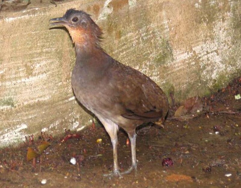 Brazilian Tinamou (Crypturellus strigulosus) photo