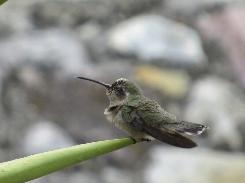 Dusky Hummingbird (Phaeoptila sordida) photo