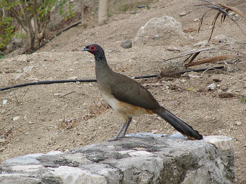 West Mexican Chachalaca (Ortalis poliocephala) photo