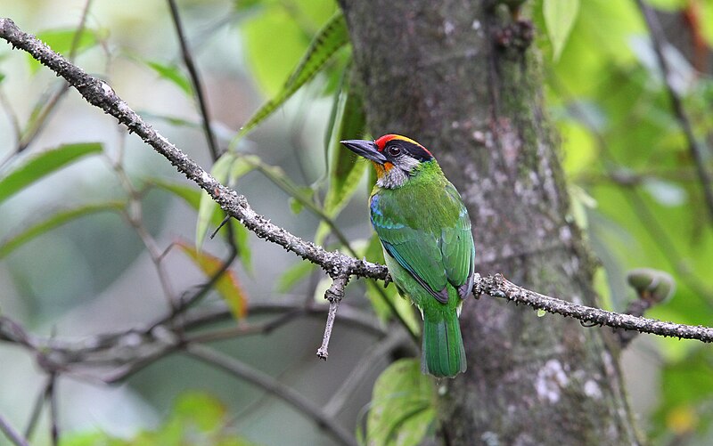 Golden-throated Barbet (Psilopogon franklinii) photo