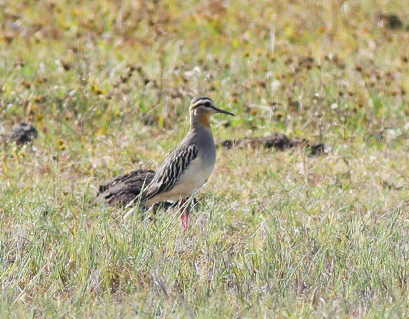 Tawny-throated Dotterel (Oreopholus ruficollis) photo
