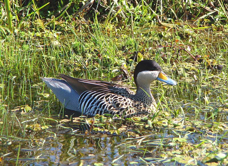 Silver Teal (Spatula versicolor) photo