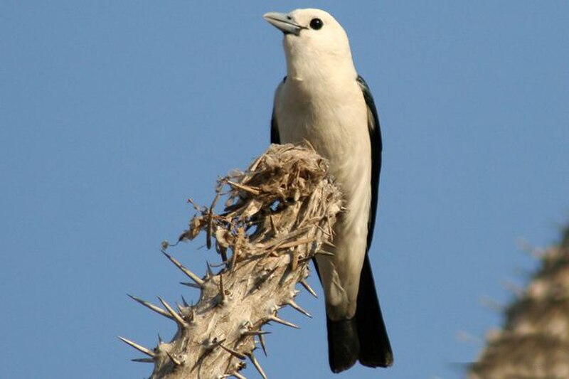 White-headed Vanga (Artamella viridis) photo