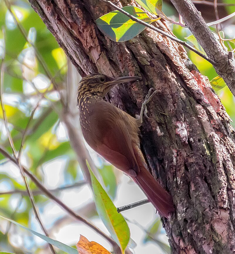 Black-banded Woodcreeper (Dendrocolaptes picumnus) photo