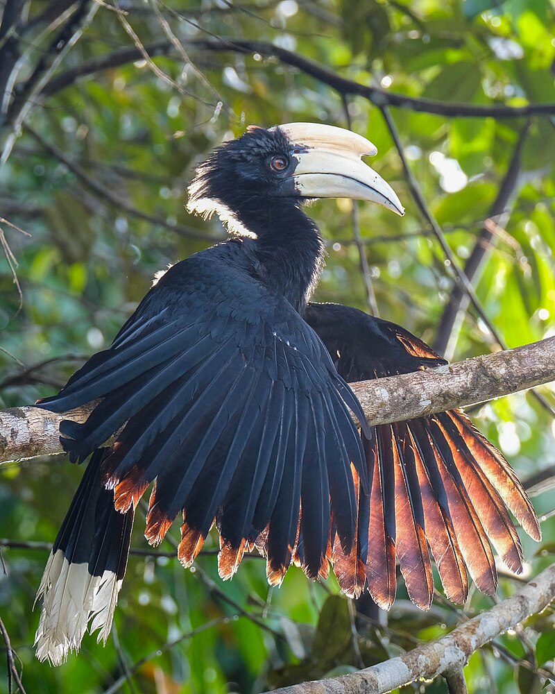 Black Hornbill (Anthracoceros malayanus) photo