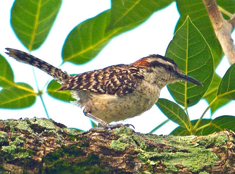 Veracruz Wren (Campylorhynchus rufinucha) photo