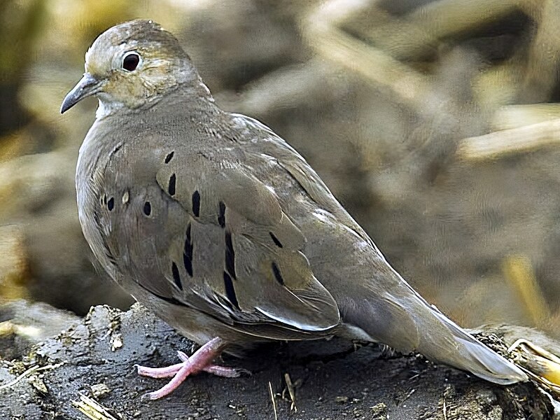 Ecuadorian Ground Dove (Columbina buckleyi) photo