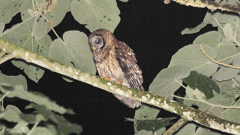 Fulvous Owl (Strix fulvescens) photo