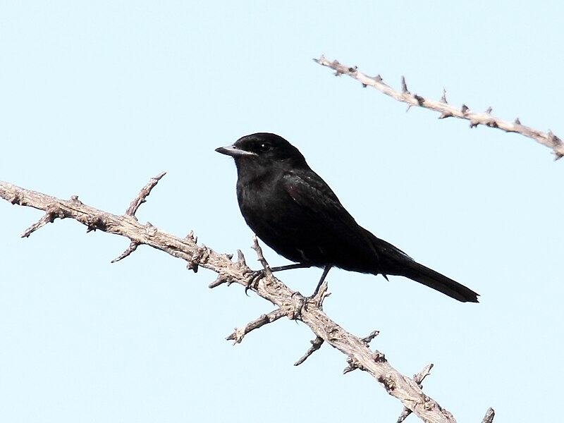 Hudson's Black-Tyrant (Knipolegus hudsoni) photo
