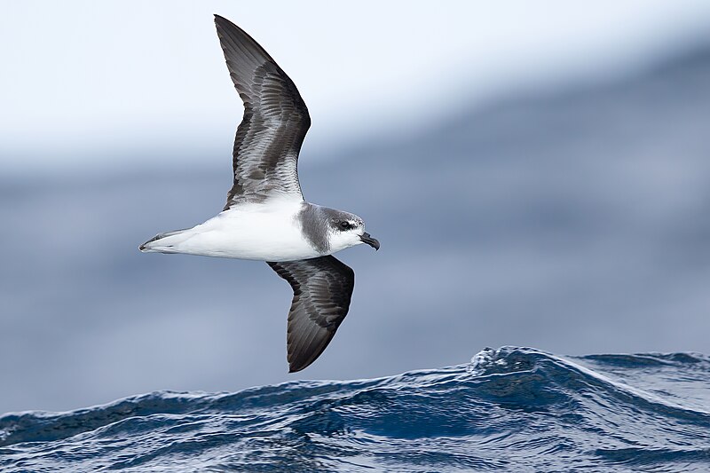 Soft-plumaged Petrel (Pterodroma mollis) photo