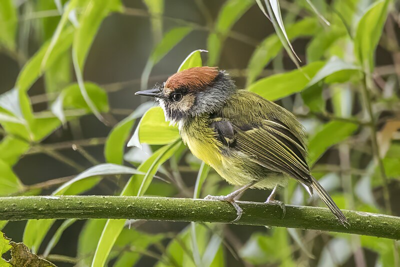 Rufous-crowned Tody-Flycatcher (Poecilotriccus ruficeps) photo