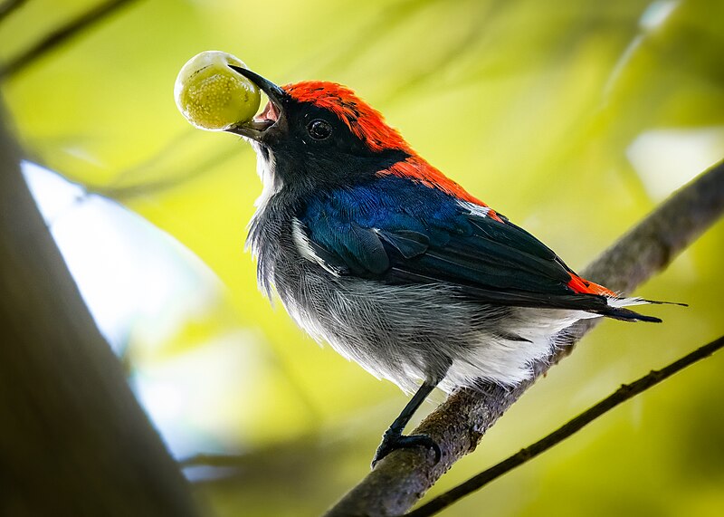 Scarlet-backed Flowerpecker (Dicaeum cruentatum) photo