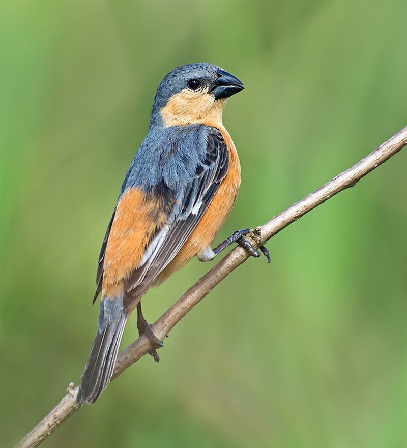 Tawny-bellied Seedeater (Sporophila hypoxantha) photo