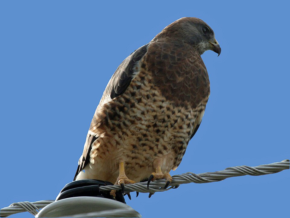 Swainson's Hawk (Buteo swainsoni)