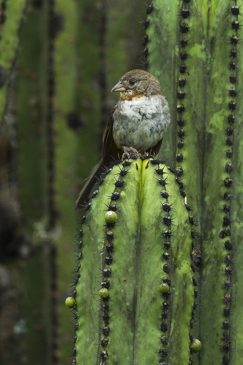 White-throated Towhee (Melozone albicollis) photo