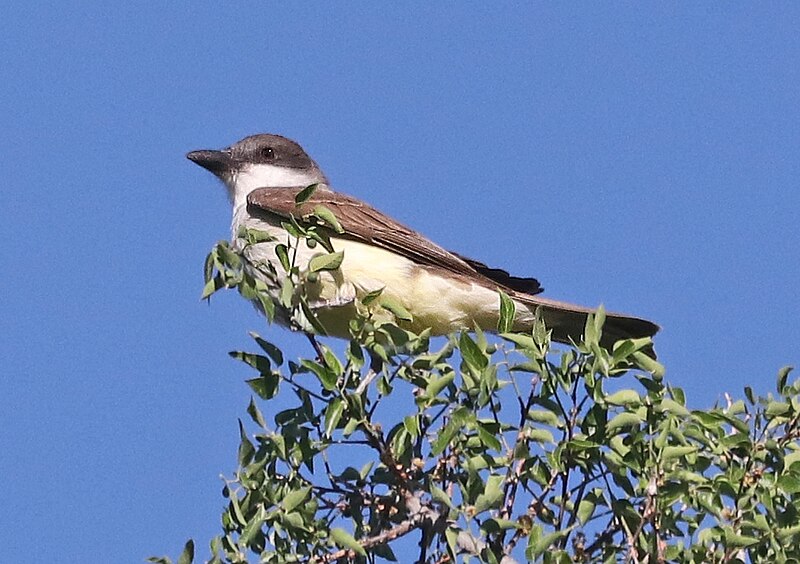 Thick-billed Kingbird (Tyrannus crassirostris) photo