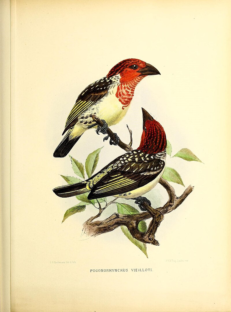 Vieillot's Barbet (Lybius vieilloti) photo