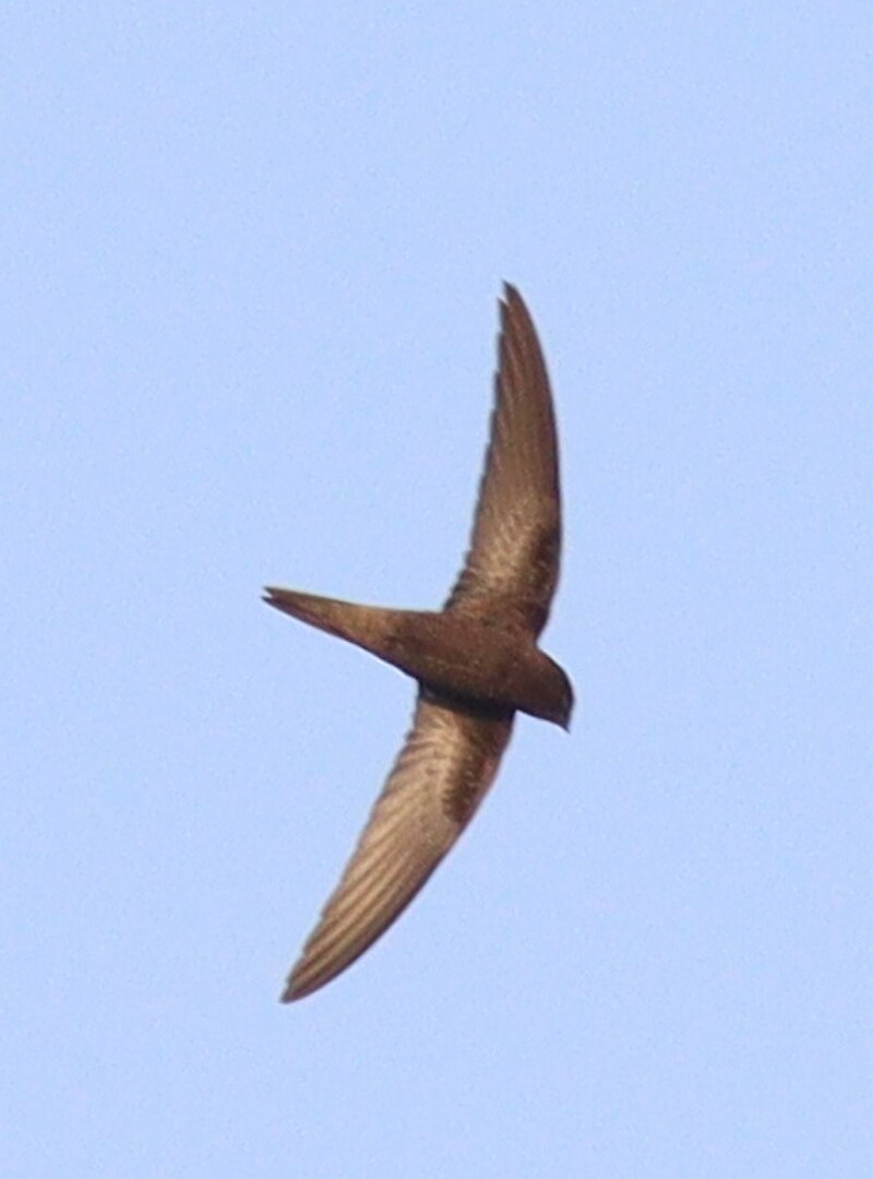 Bates's Swift (Apus batesi) photo