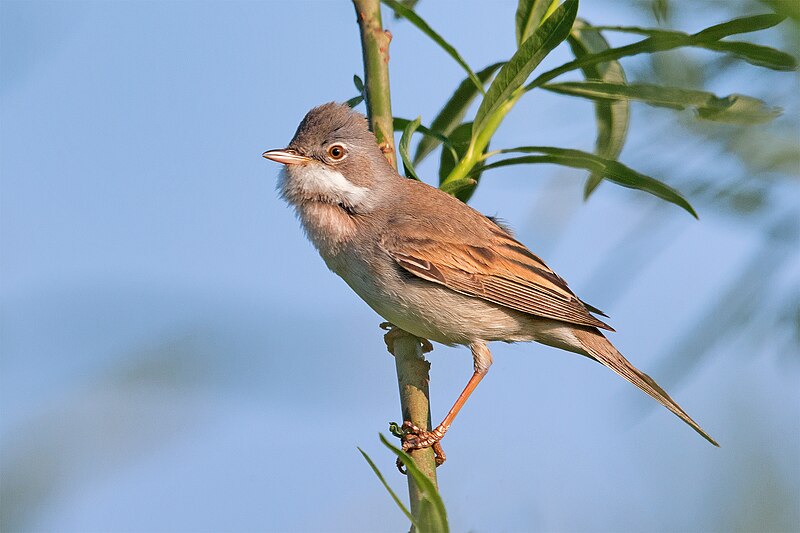 Greater Whitethroat (Curruca communis) photo