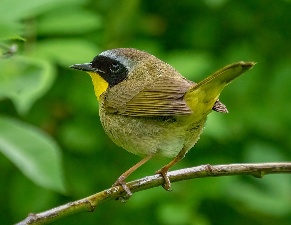 Common Yellowthroat (Geothlypis trichas)
