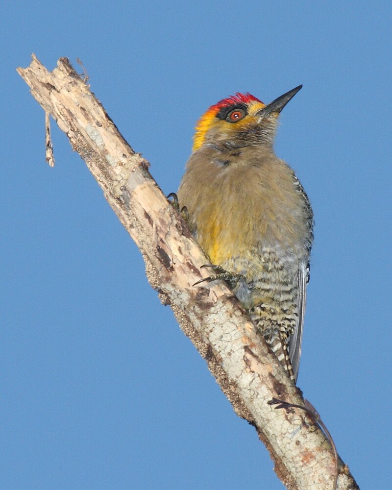 Golden-cheeked Woodpecker (Melanerpes chrysogenys) photo
