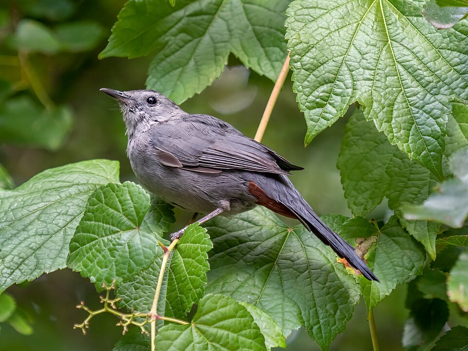 Gray Catbird (Dumetella carolinensis)