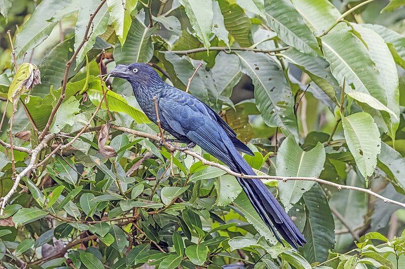 Greater Ani (Crotophaga major) photo
