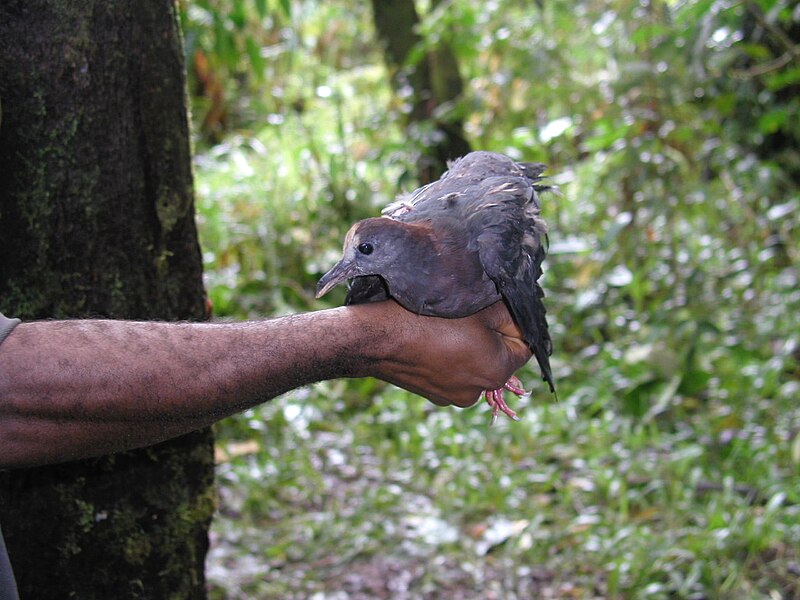New Guinea Bronzewing (Henicophaps albifrons) photo