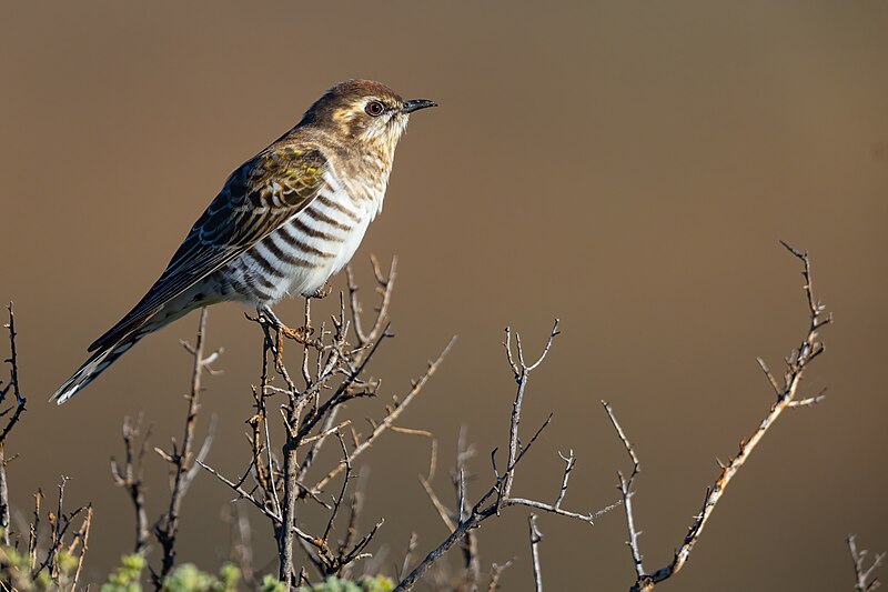 Horsfield's Bronze-Cuckoo (Chalcites basalis) photo