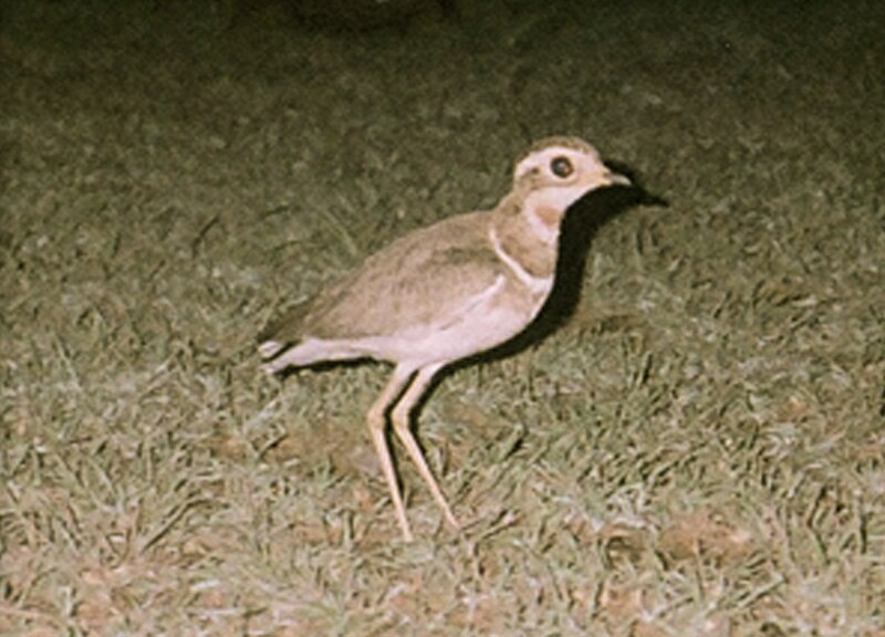Jerdon's Courser (Rhinoptilus bitorquatus) photo