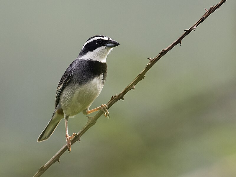 Collared Warbling Finch (Poospiza hispaniolensis) photo