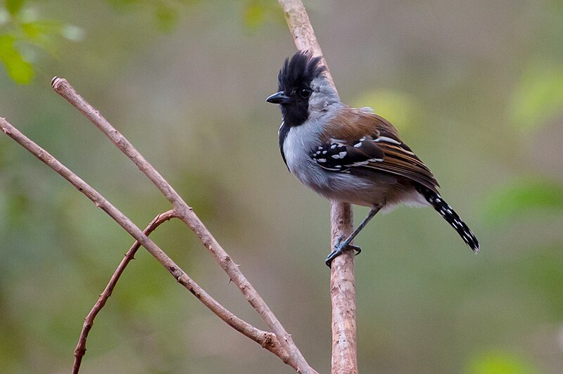 Silvery-cheeked Antshrike (Sakesphoroides cristatus) photo