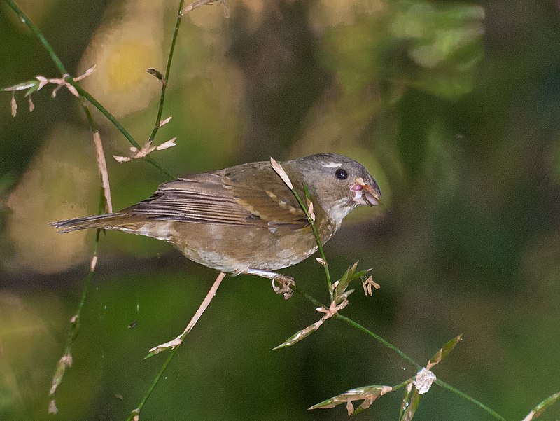 Buffy-fronted Seedeater (Sporophila frontalis) photo
