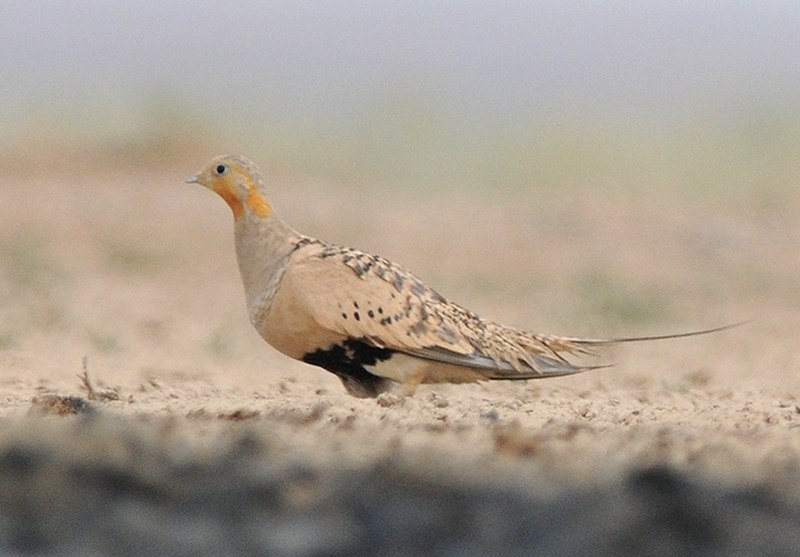Pallas's Sandgrouse (Syrrhaptes paradoxus) photo