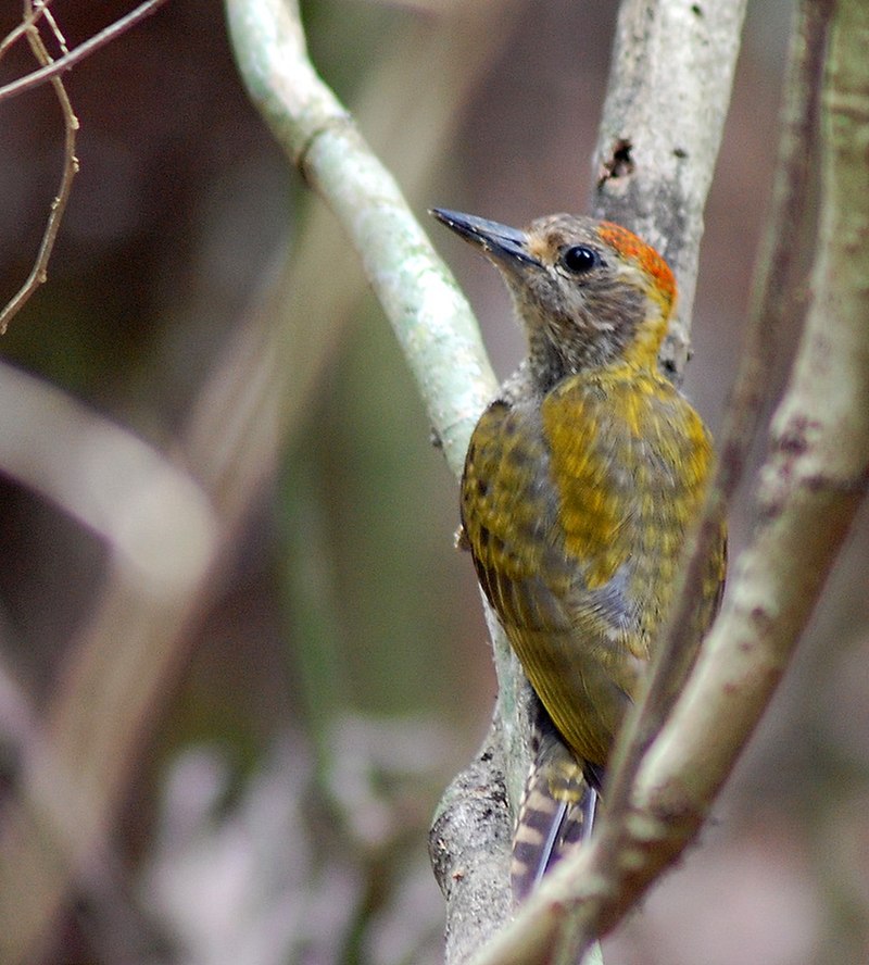 Yellow-eared Woodpecker (Veniliornis maculifrons) photo