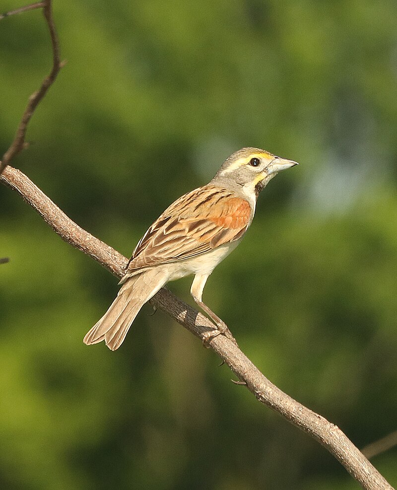 Dickcissel (Spiza americana) photo