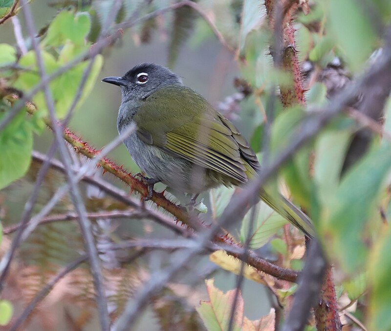 Black-browed Mountain Greenbul (Arizelocichla fusciceps) photo
