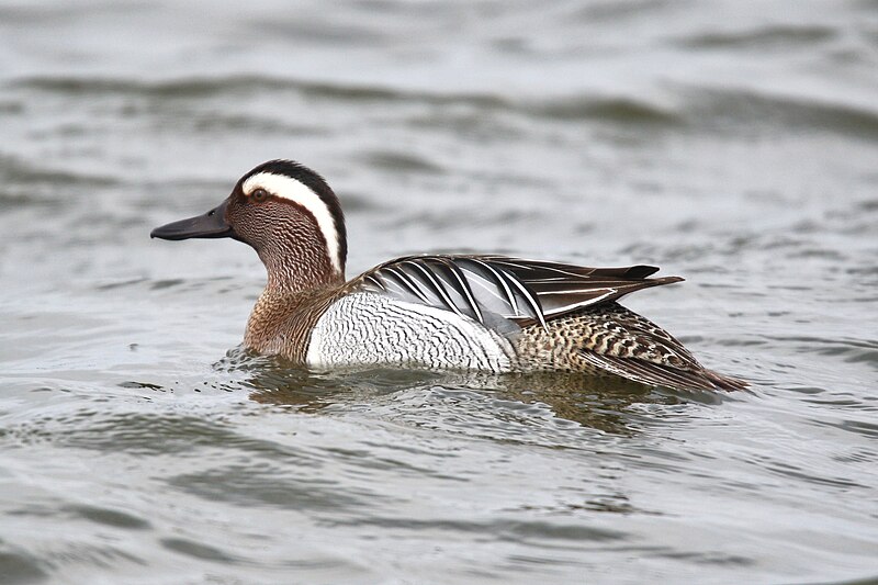 Garganey (Spatula querquedula) photo